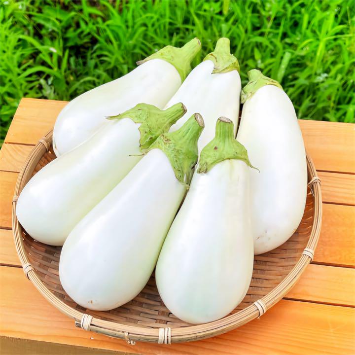 Japanese White Eggplant 日本白茄子